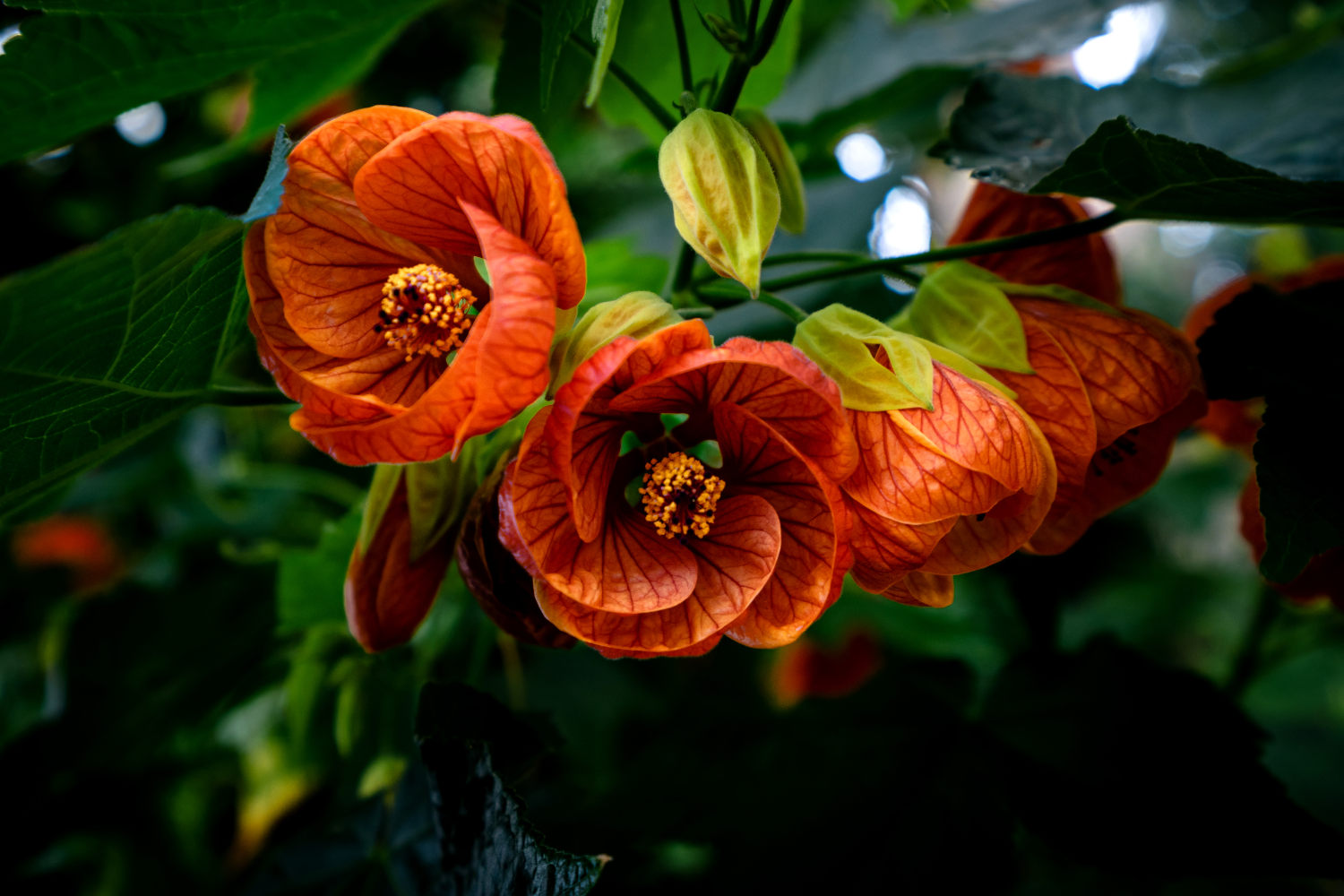 Chines lanterns flowers