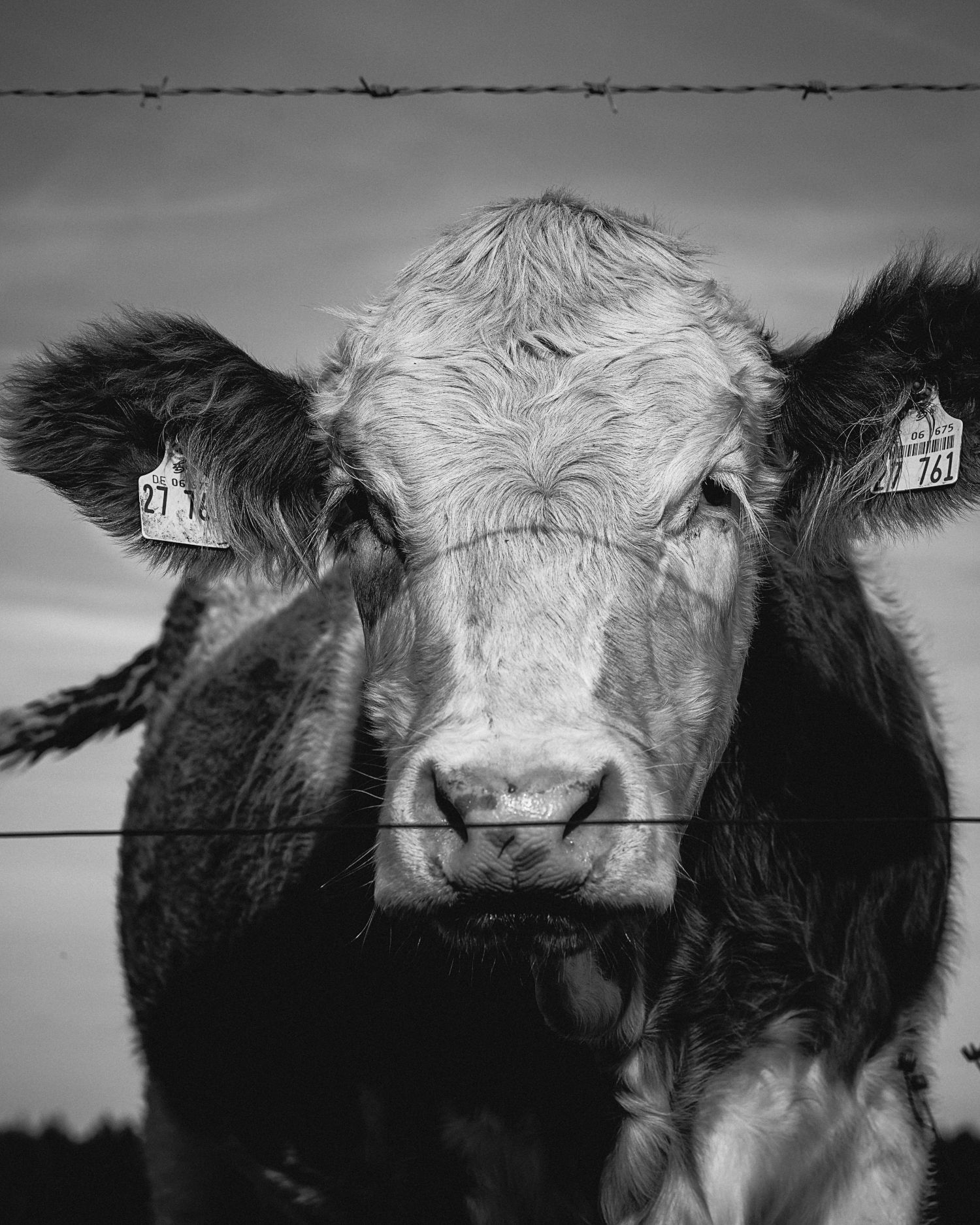 Black and white picture of a cow