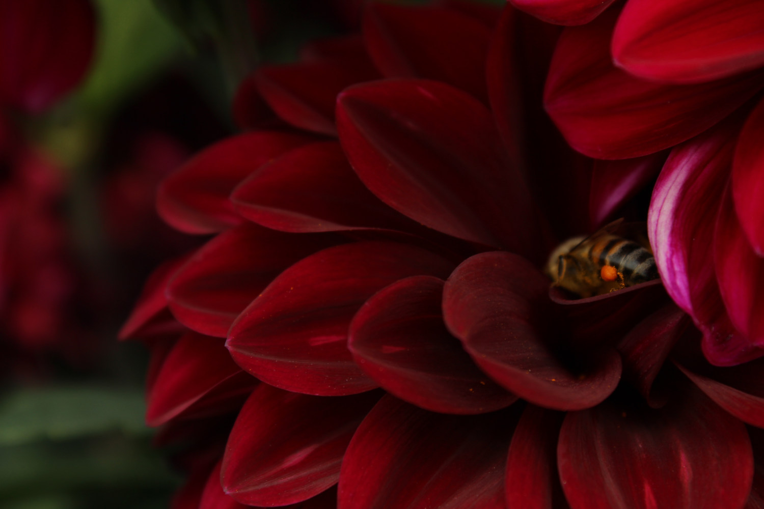 Bee on a red dahlia flower