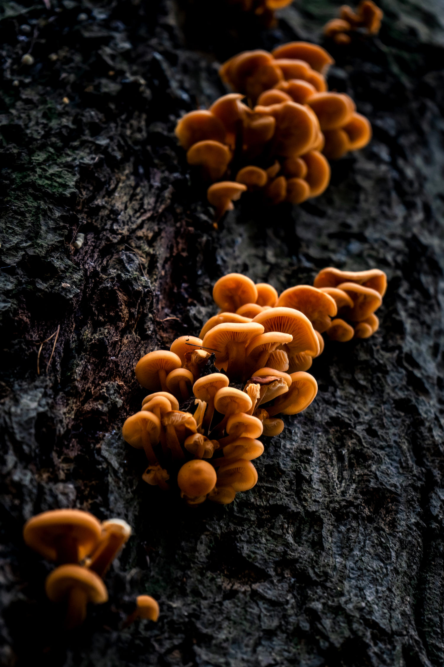 Funghi on the bark of a tree