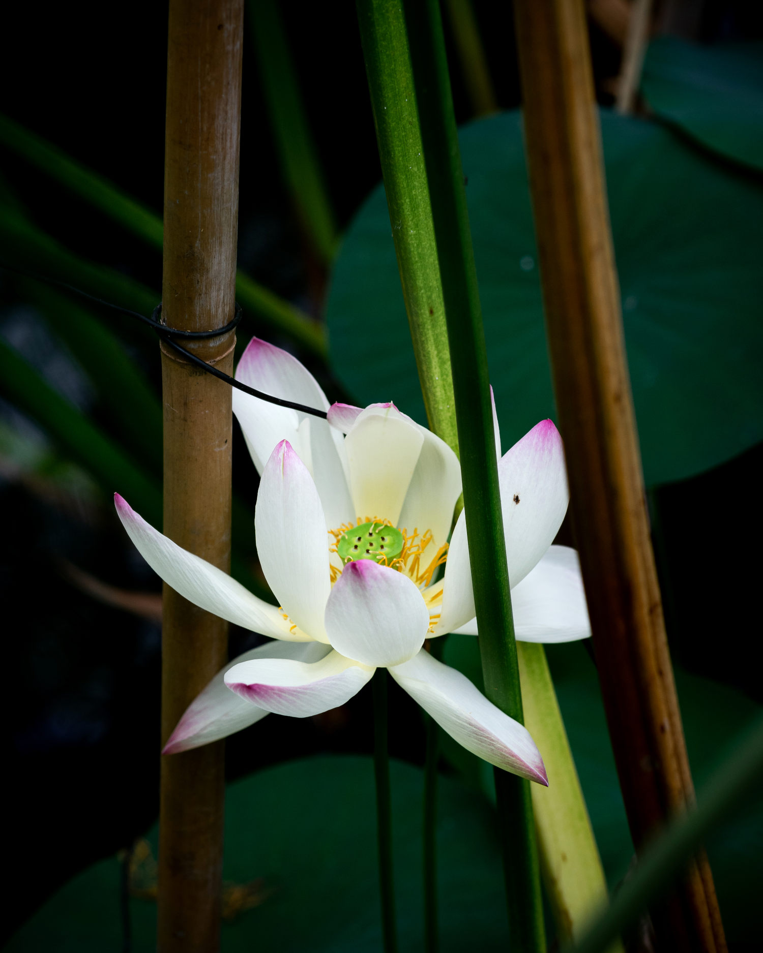 White lotus flower in a pond