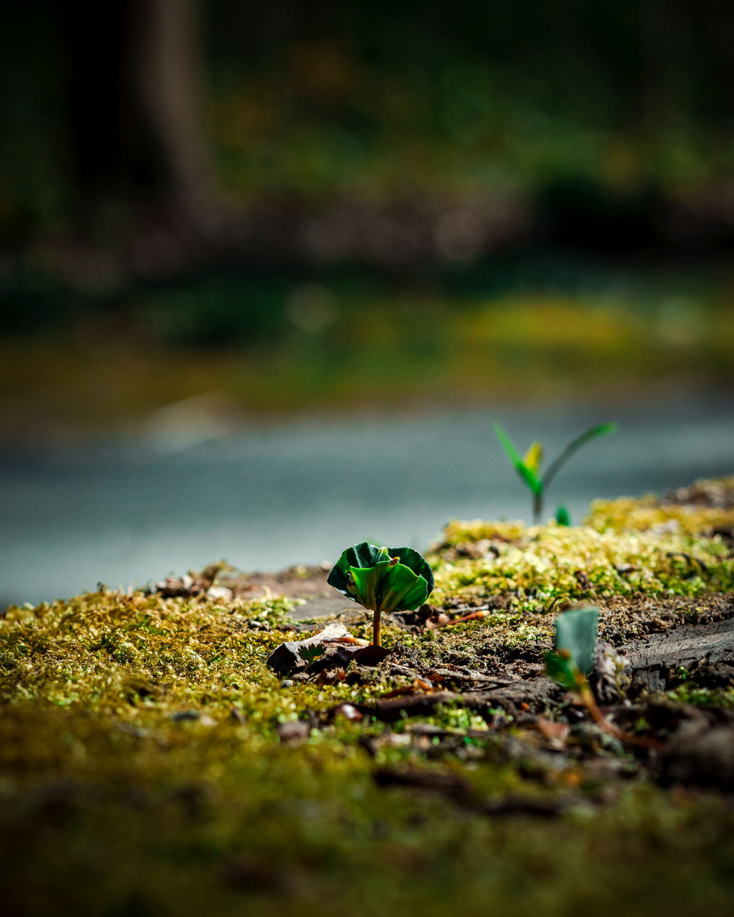 Small sprout in spring