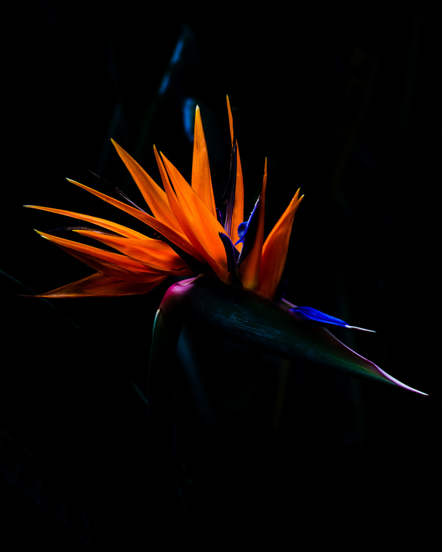 Strelizia, Bird of Paradise flower