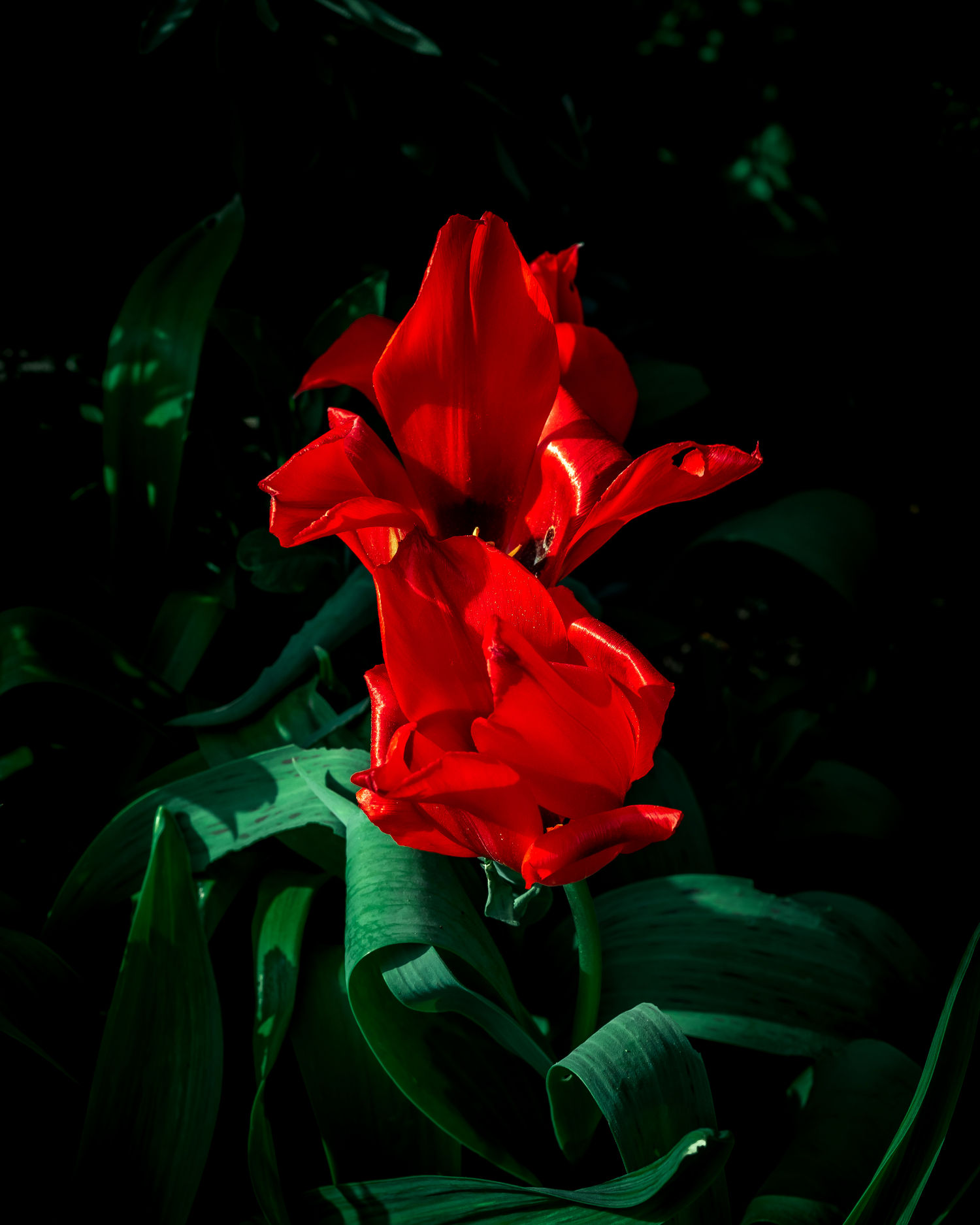 Red tulips in spring